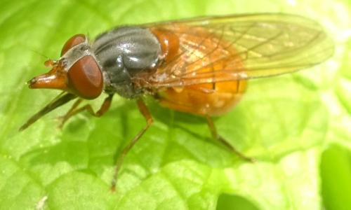 Rhingia rostrata